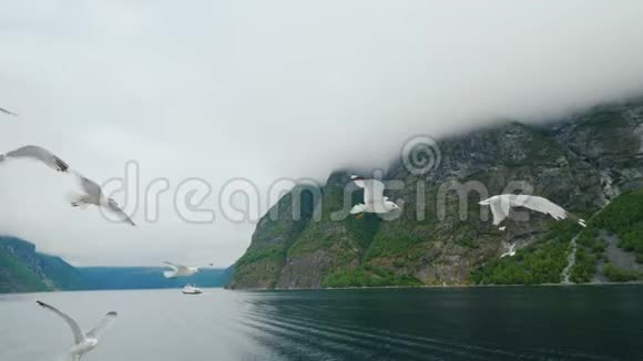 一群海鸥在游轮后面飞翔穿越挪威峡湾视频的预览图