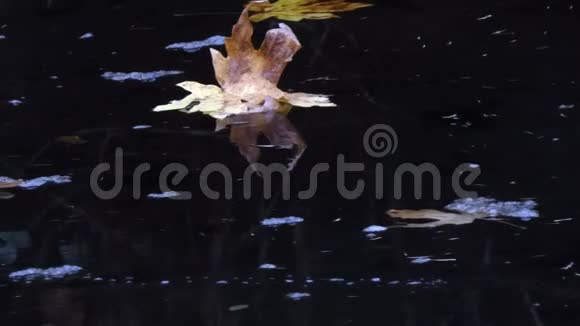漂浮在海湾平静水面上的树叶和气泡视频的预览图