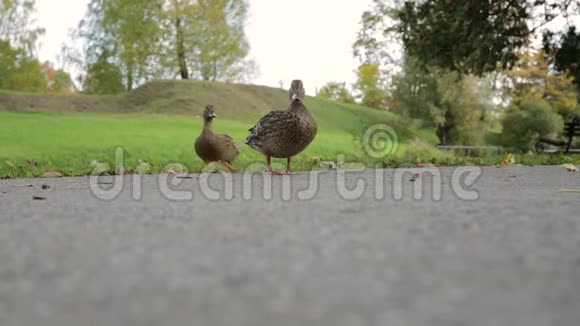 秋天两只鸭子在绿色公园里视频的预览图