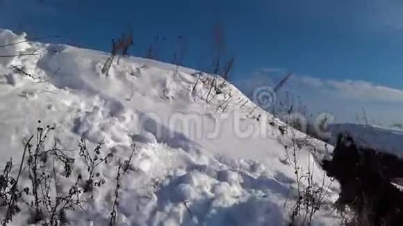 德国牧羊犬在雪地里奔跑视频的预览图