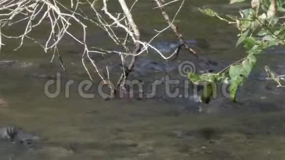 鲑鱼在树枝下游到产卵地视频的预览图
