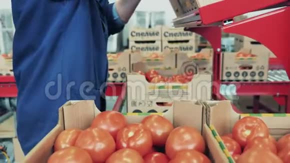 植物工人把成熟的西红柿放进盒子里视频的预览图