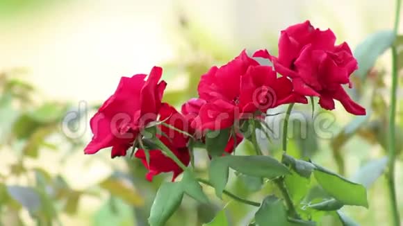 植物园里春天美丽的红玫瑰视频的预览图