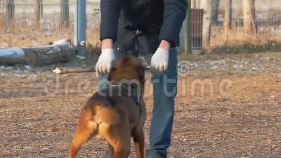 一只受过训练的德国牧羊犬在教练手里咬着棍子在户外训练视频的预览图
