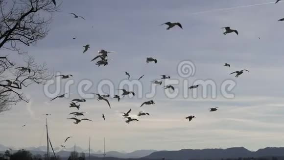 一大群海鸥瑞士湖的海岸视频的预览图
