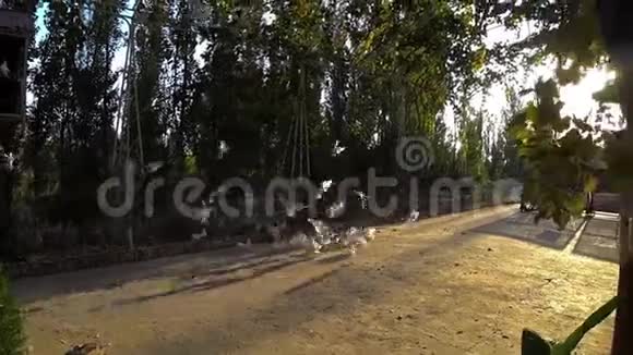 一群鸽子在日出时在地上吃食物视频的预览图
