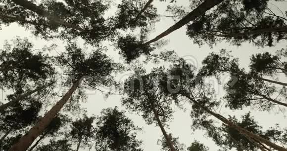 松树林仰视森林中松树的俯视或俯视图视频的预览图