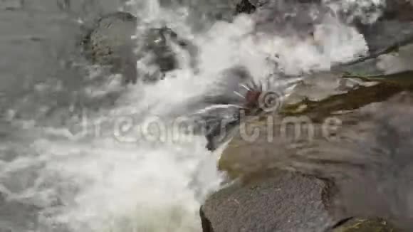 从灰色石头上流过的河流的特写镜头视频的预览图