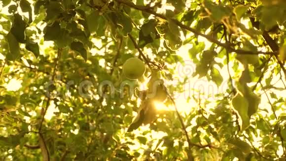 美丽的苹果在阳光下成熟在树枝上农业企业苹果在树上绿色的苹果视频的预览图