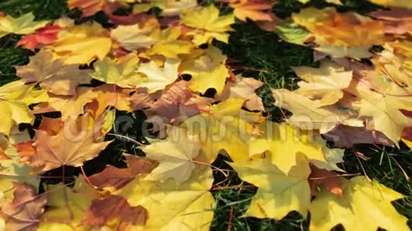 黄色的秋叶散落在绿草上相机慢慢向前视频的预览图