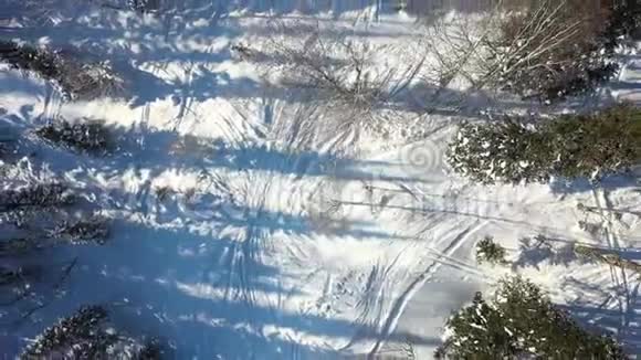 晴天的冬季森林白雪覆盖的枞树大雪纷飞上面的美景视频的预览图