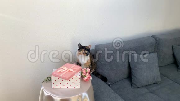 一束粉红色的康乃馨盒子里的礼物放在圆桌上一只黑猫坐在灰色的沙发上环顾四周这是一个概念视频的预览图