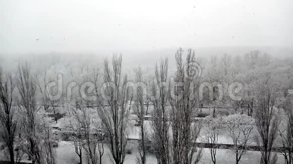 在一个美丽的城市公园里冬天飘落的白雪和白树视频的预览图