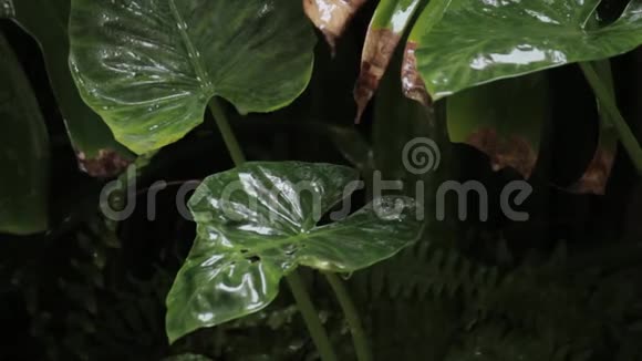 在热带植物的大绿叶上降雨视频的预览图