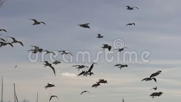 一大群海鸥瑞士湖的海岸视频的预览图