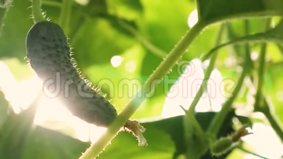 新鲜黄瓜生长在开阔的田野里黄瓜种植园黄瓜在阳光下生长在灌木上种植黄瓜视频的预览图