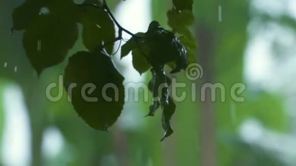 雨中的树叶视频的预览图