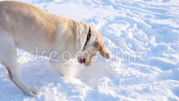 一只狗在冬天的公园里玩雪拉布拉多猎犬挖了一个很深的雪洞视频的预览图