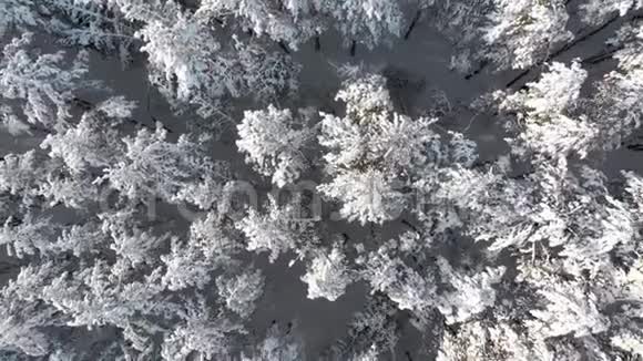 阳光明媚的一天在一片冬日的松林中飞过白雪皑皑的树木视频的预览图