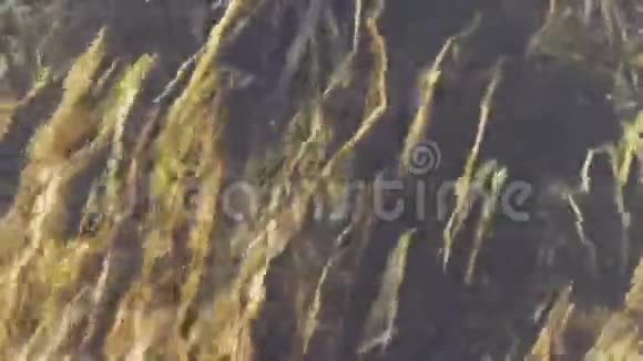 河底的海藻视频的预览图