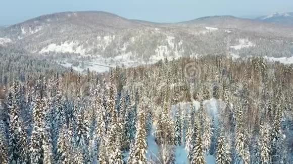 晴天的冬季森林白雪覆盖的枞树大雪纷飞上面的美景视频的预览图