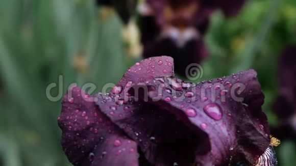 雨后深紫色勃艮第红鸢尾花上的水滴特写紫色鸢尾花湿花瓣有视频的预览图