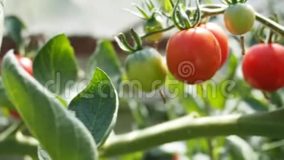 新鲜成熟的红西红柿在温室的高清视频视频的预览图