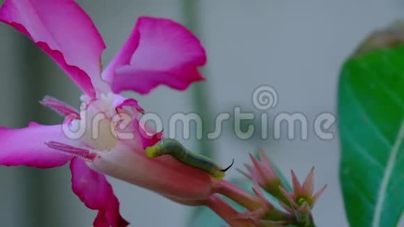 粉毛虫吃杜鹃花在花园里刮风的小虫子视频的预览图