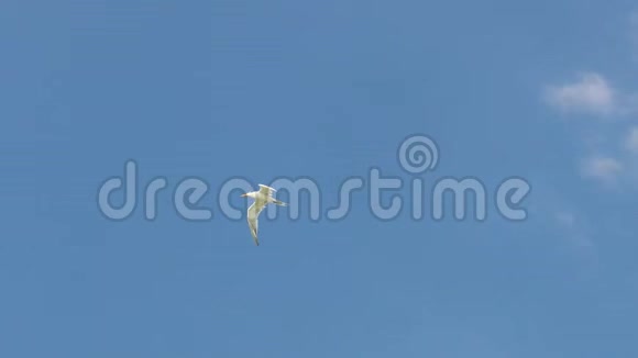 一只海鸥在蓝天白云上飞翔视频的预览图