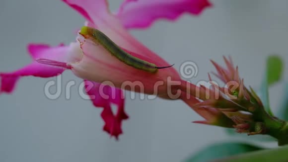 小青虫长身食鲜粉红花素植物学园视频的预览图