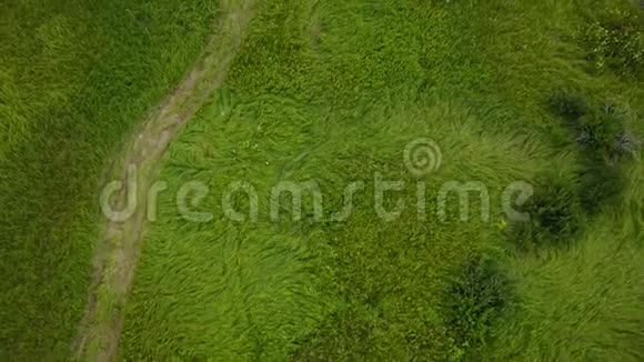 下午从茂密的绿草上面进行空中拍摄绿色的田野生长良好的草路开着视频的预览图