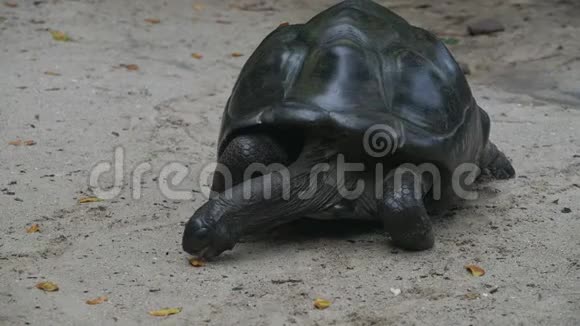 奥达布拉巨大的乌龟浏览叶奥达布拉切利吉甘蒂亚马河岛塞舌尔视频的预览图