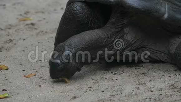 奥达布拉巨大的乌龟浏览叶奥达布拉切利吉甘蒂亚马河岛塞舌尔特写镜头视频的预览图