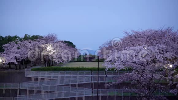 山东京一个公园的富士和樱花树视频的预览图