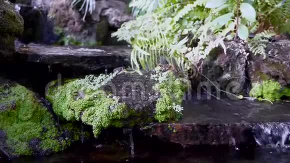 人工池塘水流在有苔藓的石头上视频的预览图