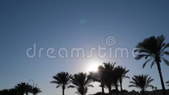 棕榈树顶天立地傍晚时分相机里有阳光4k视频3840x2160与您的文本位置视频的预览图