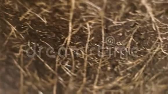 植物根系农业主题视频的预览图