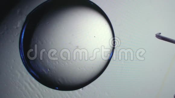 低温保护剂滴中胚胎的宏观拍摄视频的预览图