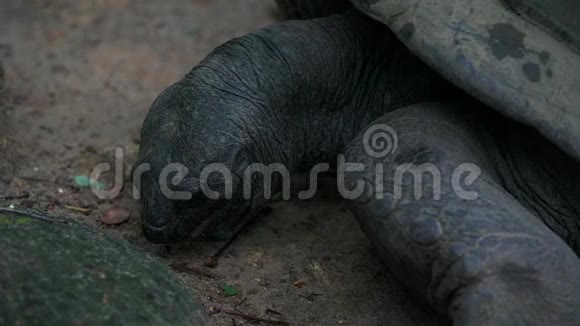奥达布拉巨大的乌龟正在寻找奥达布拉切利斯吉甘特亚周围马河岛塞舌尔特写镜头视频的预览图