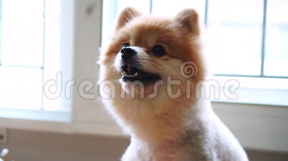 波美拉尼亚狗可爱宠物特写圆形动物滑稽脸梳理短发风格视频的预览图