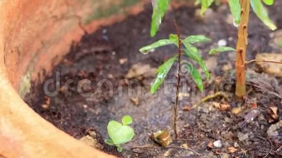 给植物浇水在雨中地上生长的青苗关心新的生活有选择的焦点视频的预览图