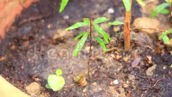 给植物浇水在雨中地上生长的青苗关心新的生活有选择的焦点视频的预览图