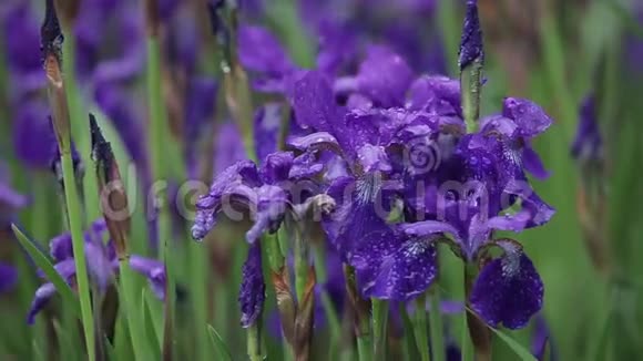 一点风吹拂着紫色的花朵特写拍摄可爱的紫色鸢尾花浪漫美丽的鸢尾花视频的预览图