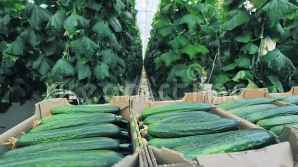 农业农耕粮食生产理念温室里有黄瓜的纸板箱视频的预览图