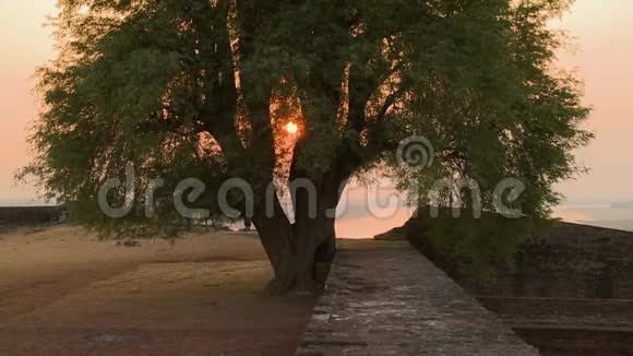 夕阳下的一棵老树视频的预览图