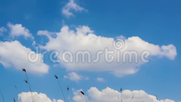 时间流逝蓝天和云彩草地的花朵在底部的视野视频的预览图