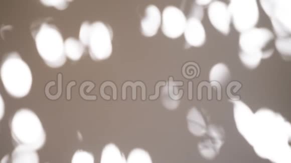 从清晨阳光照射到白色墙壁上的树叶的抽象阴影4k视频3840x2160在ProRes中影子视频的预览图