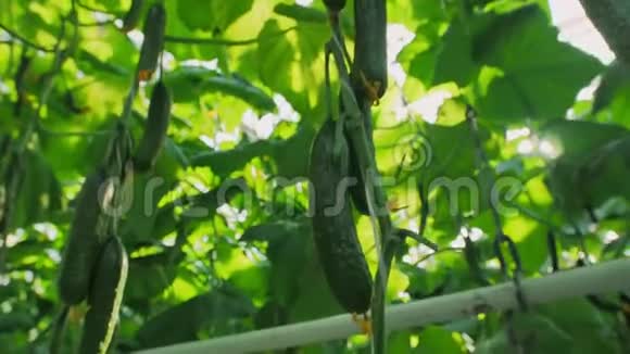 特写漂亮的鲜黄瓜挂在枝头现代农业生长在自动化温室里视频的预览图