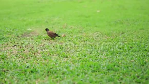 热带鸟毛虫穿过草地寻找食物视频的预览图