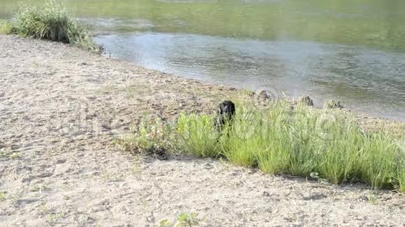 小黑狗在河岸边吠叫视频的预览图
